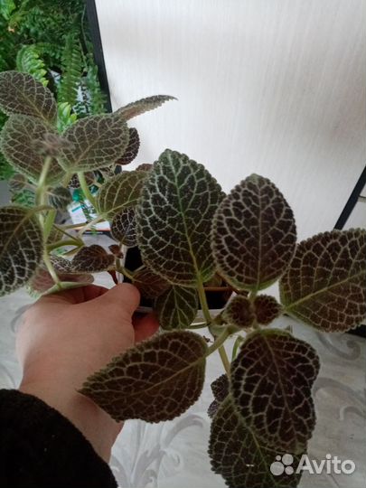 Комнатные растения цветы