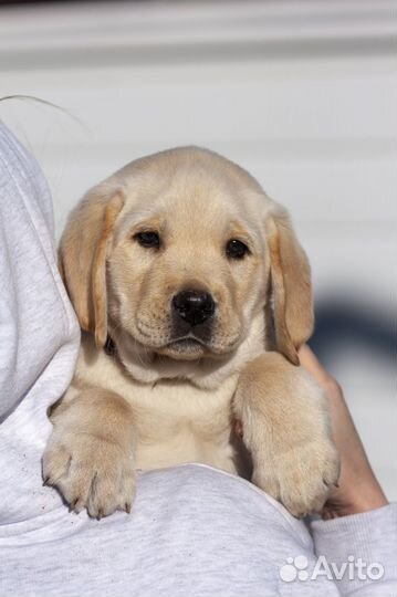Щенки лабрадора