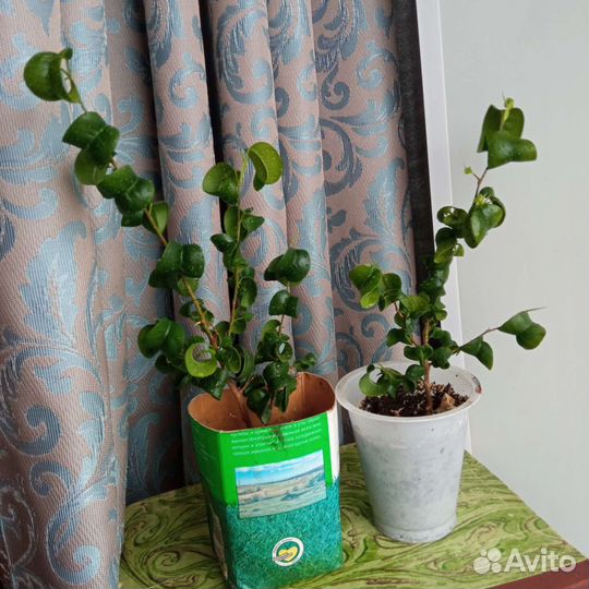 Комнатные растения цветы