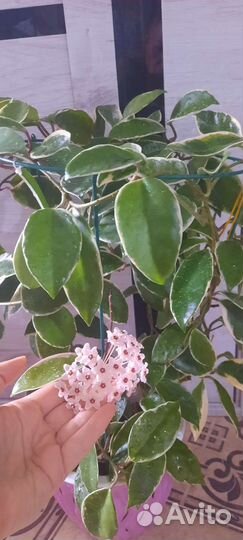 Хоии публикалис, крисмас, карноза