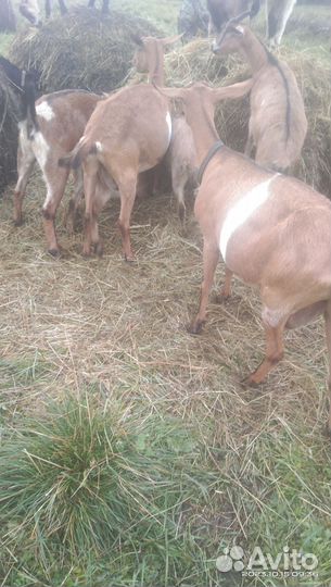 Продаются козы