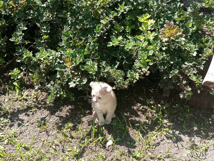 Ищем хозяина и доброго друга маленькому котику