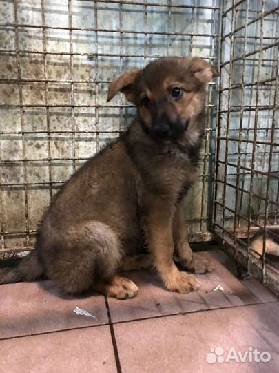 Самые несчастные Отверженные щенки