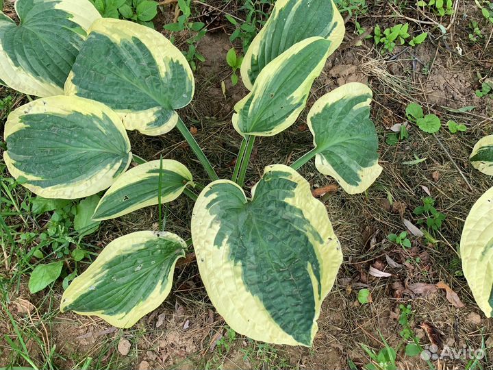 Сортовая хоста и др. Многолетники.Подарок-хоста)