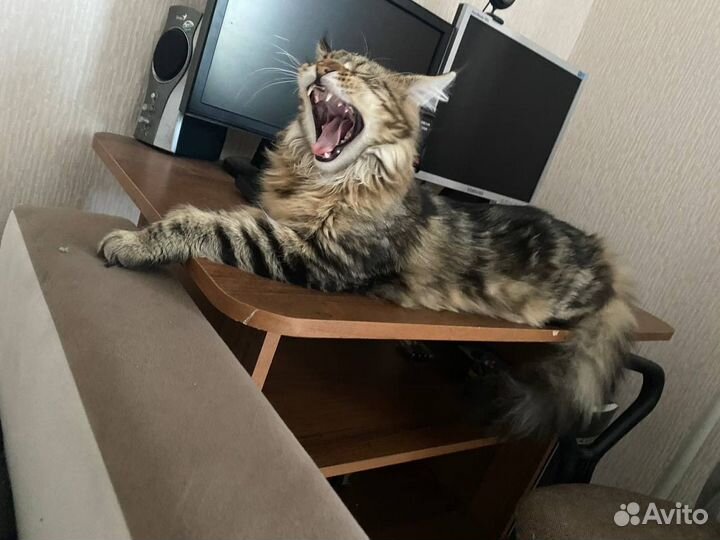Кот мейн-кун вязка