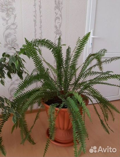 Папоротник простой