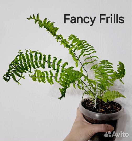 Сеянцы Индонезия и Тай