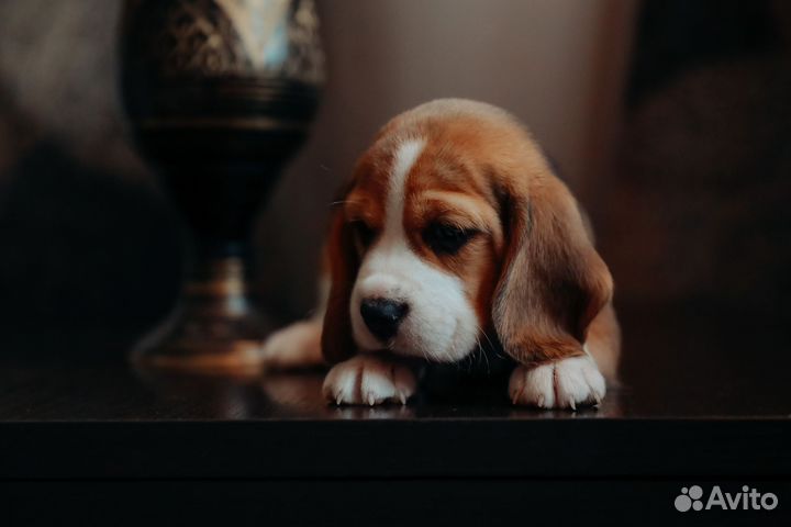 Щенки бигль