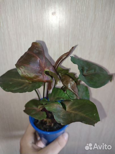 Сингониум Брокант / Арон Браун