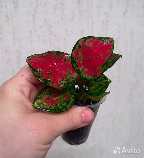 Аукцион растений аглаонема синги филы