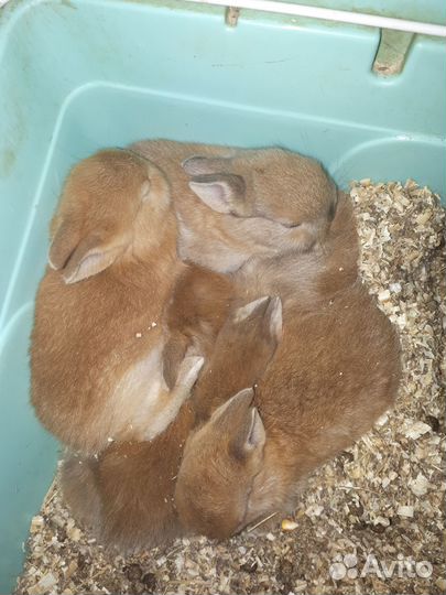 Карликовые кролики
