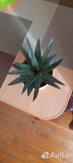 Комнатные цветы алоэ