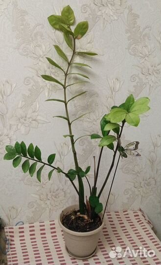 Замиокулькас