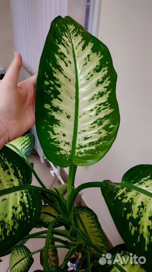 Диффенбахия Марс