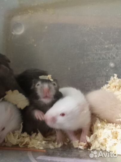 Серийские хомяки малыши