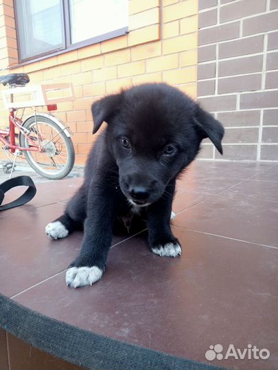 Отдам в хорошие руки