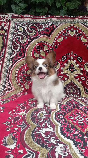 Щенки папийона