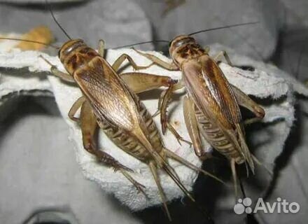 Живой корм для рептилий, пауков, птенцов, ежей