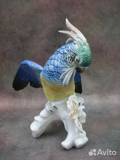 Попугай какаду