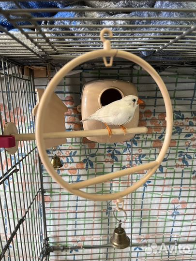 Зебровые амадины