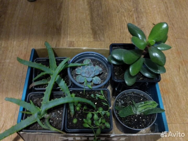 Крестовник Геррейна и др. суккуленты