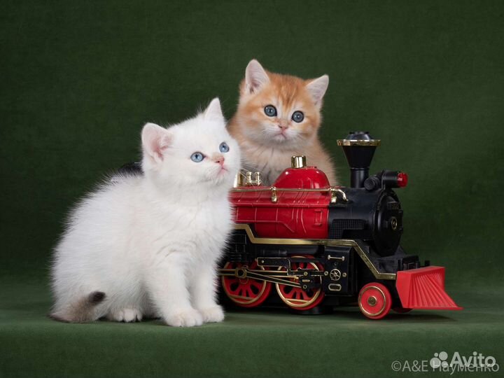 Британские золотые котята
