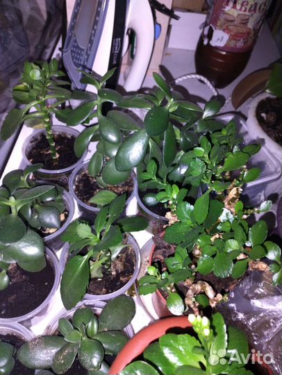 Толстянка, кампанула, гортензия, хризантема