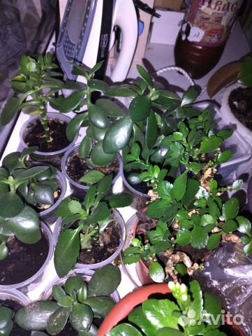 Толстянка, кампанула, гортензия, хризантема