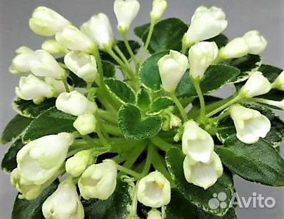 Сортовая фиалка Н - Подснежник полумини