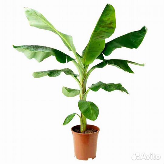 Пальма банановая (высота 1м и более)