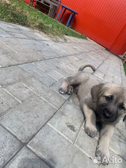 Щенки в добрые руки