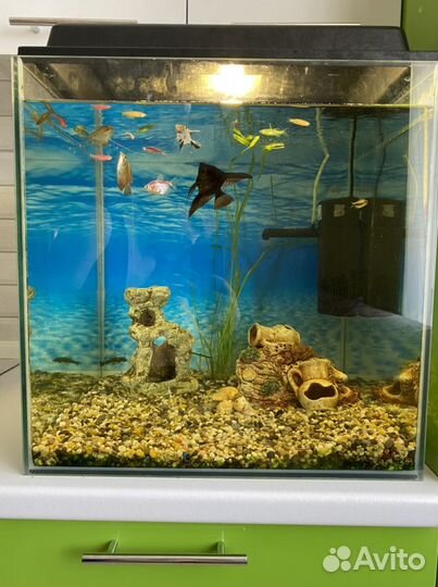 Аквариум