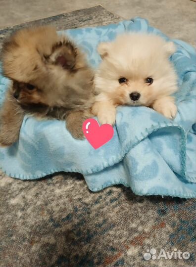 Померанский шпиц