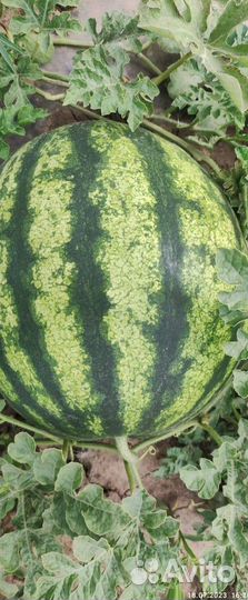 Арбуз Оптом