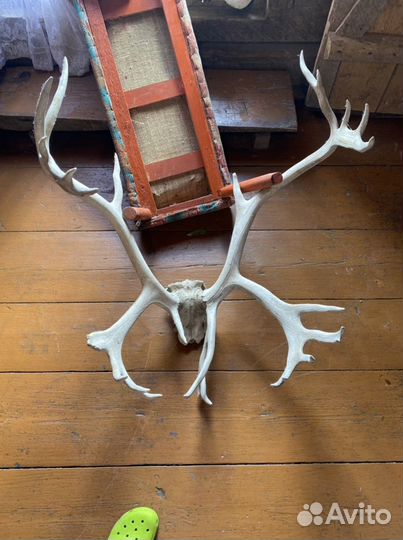 Рога оленя