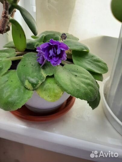 Цветы фиалки