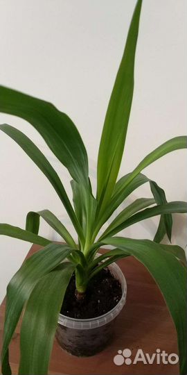 Пальма юкка