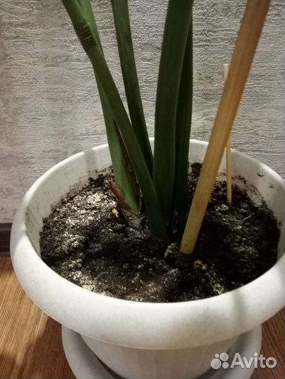 Замиокулькас, высота 90 см