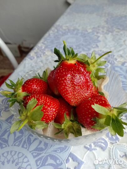 Рассада клубники