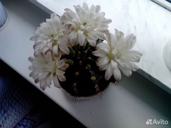 Цветущий кактус