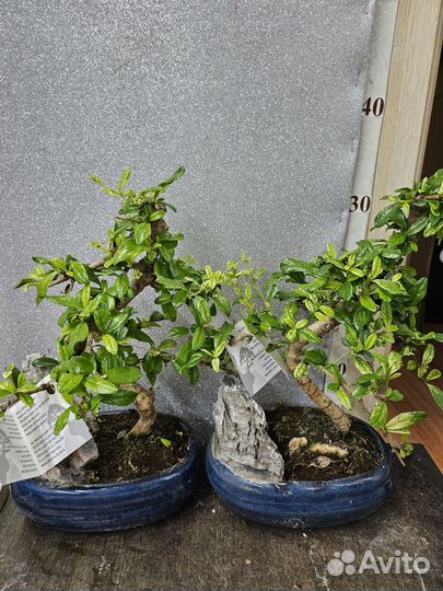 Бонсай Кармона Вариегатная 20/30