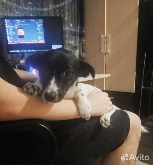 Щенок в добрые руки