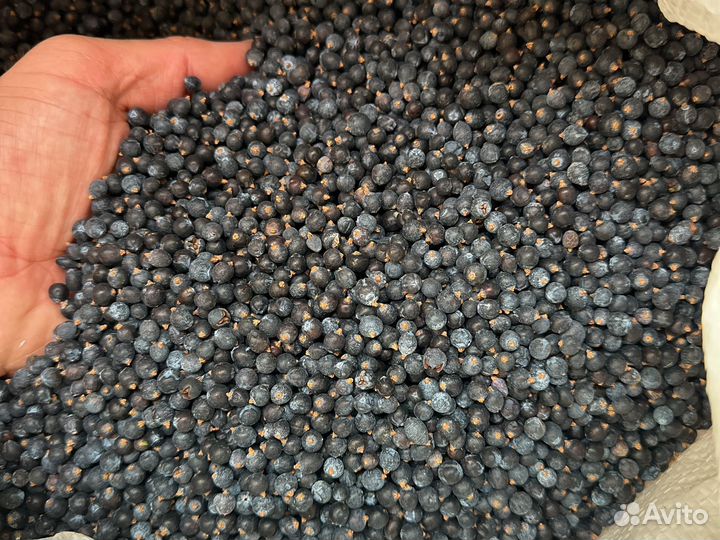 Можжевельник