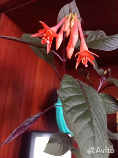 Фуксия. Аглаонемы. Эсхинантус. Мурдания