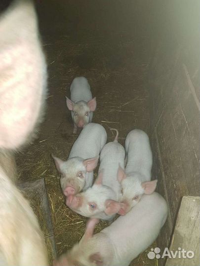 Поросята