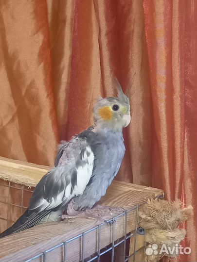 Корелла птенец