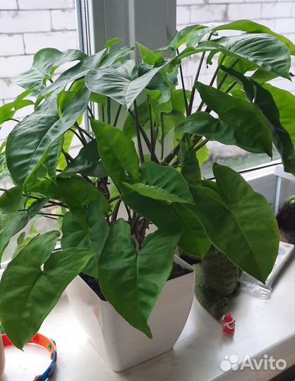 Растения для дома