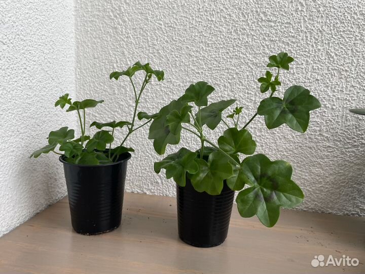 Комнатные растения цветы