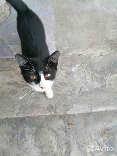 Кошка