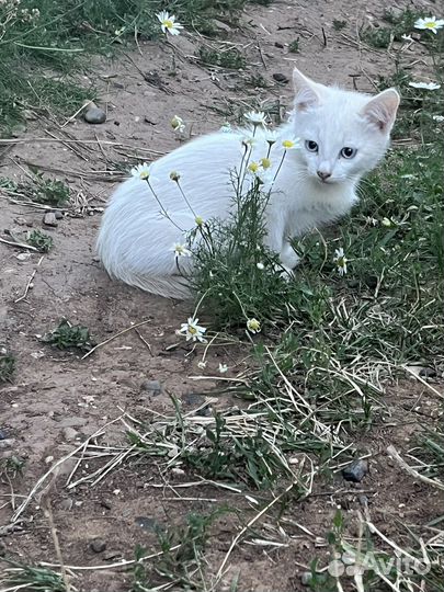 Котята в добрые руки бесплатно